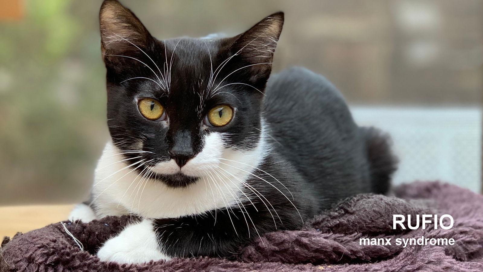 Rufio, Adoptable, Adult Male Domestic Short Hair.