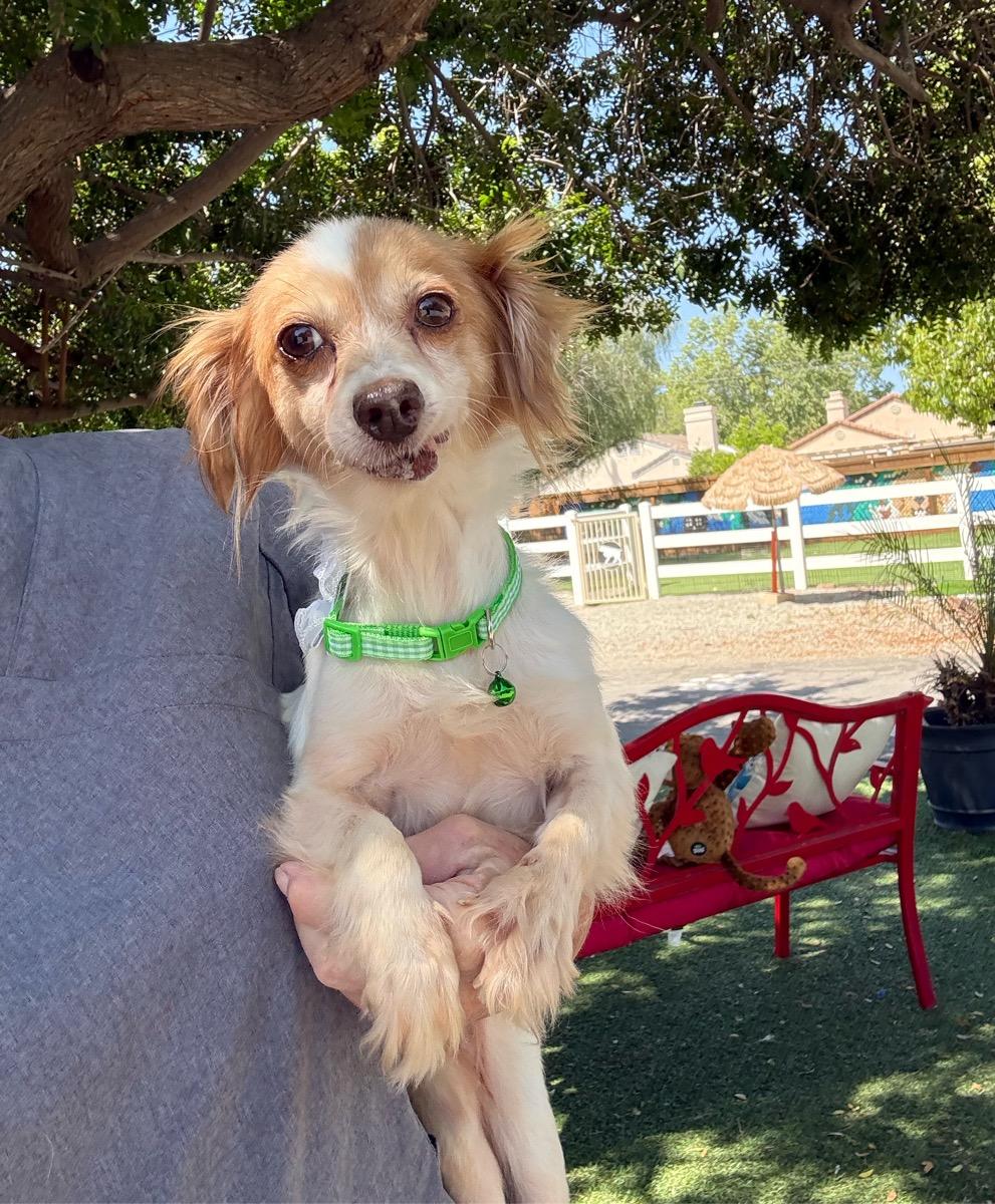 Trixie May, ADOPTABLE, Senior Female Papillon & Pomeranian.