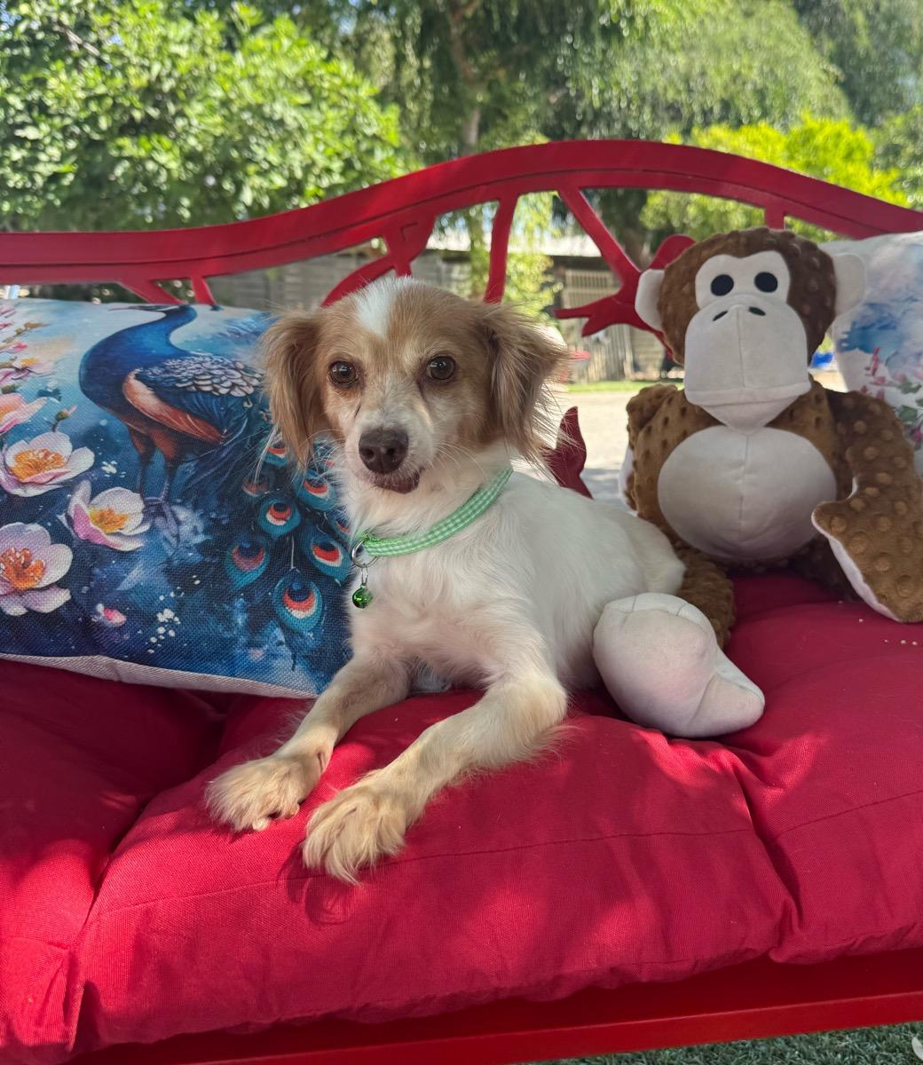 Trixie May, a ADOPTABLE mixed breed in Temecula, CA image 3/3