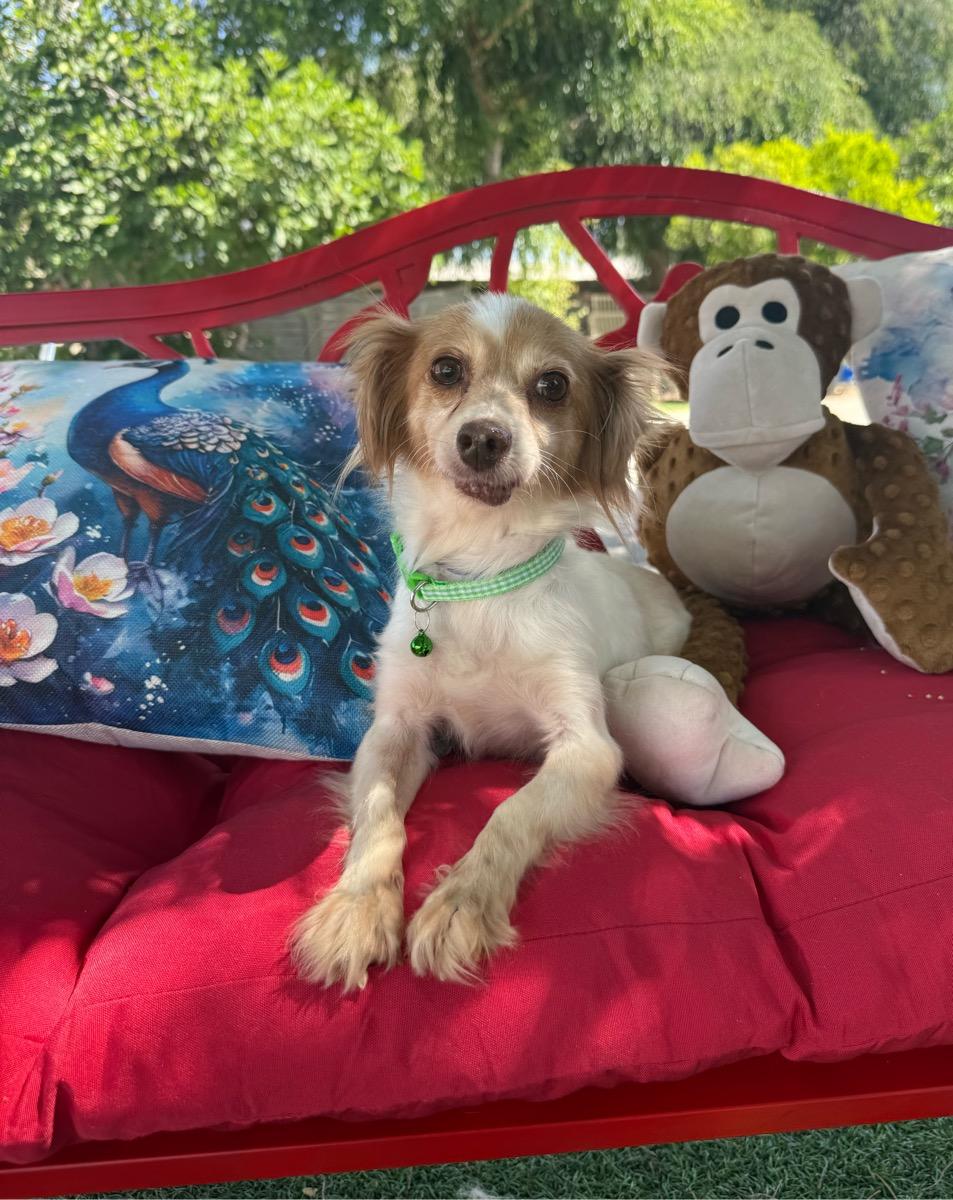 Trixie May, a ADOPTABLE mixed breed in Temecula, CA image 2/3