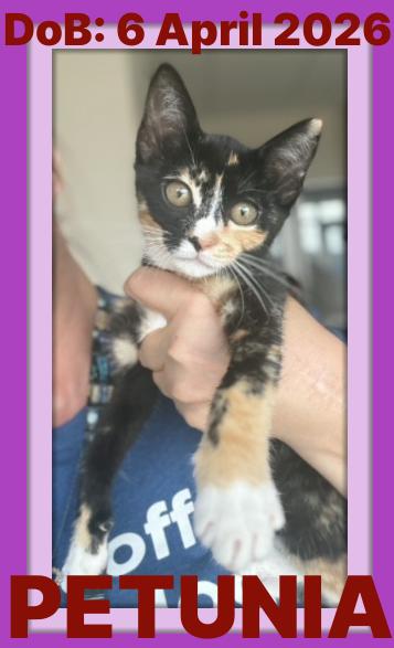 PETUNIA, a Adoptable Domestic Short Hair in Sebec, ME image 2/3