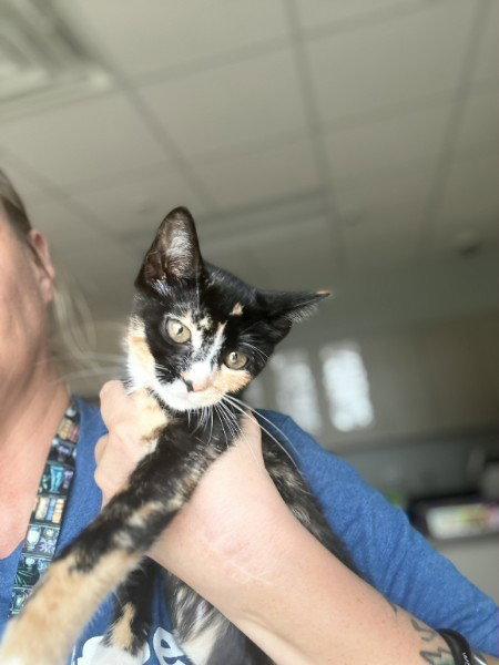 PETUNIA, a Adoptable Domestic Short Hair in Sebec, ME image 3/3