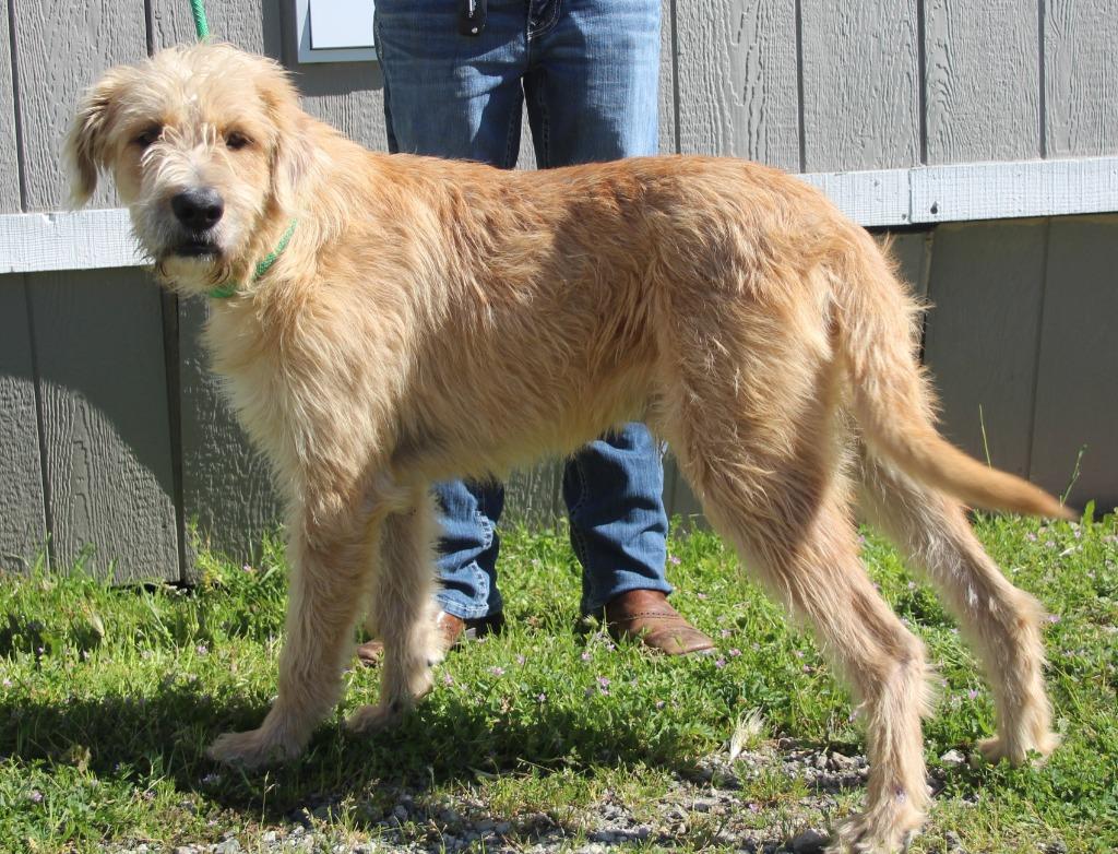 Enlarge Bruno, a Adoptable mixed breed in Vacaville, CA image 1/1