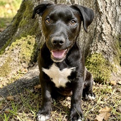Panther, a Adoptable mixed breed in Largo, FL image 1/3