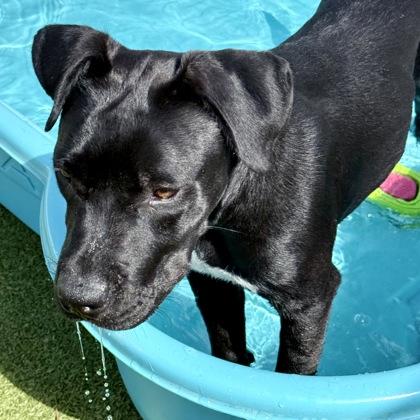 Panther, a Adoptable mixed breed in Largo, FL image 2/3