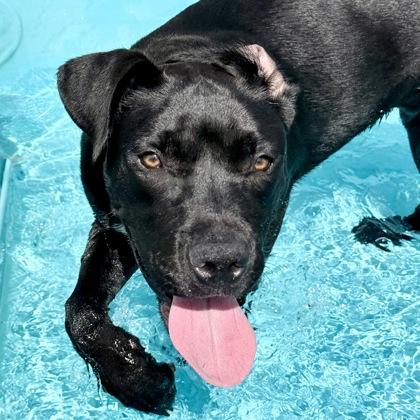Panther, a Adoptable mixed breed in Largo, FL image 3/3