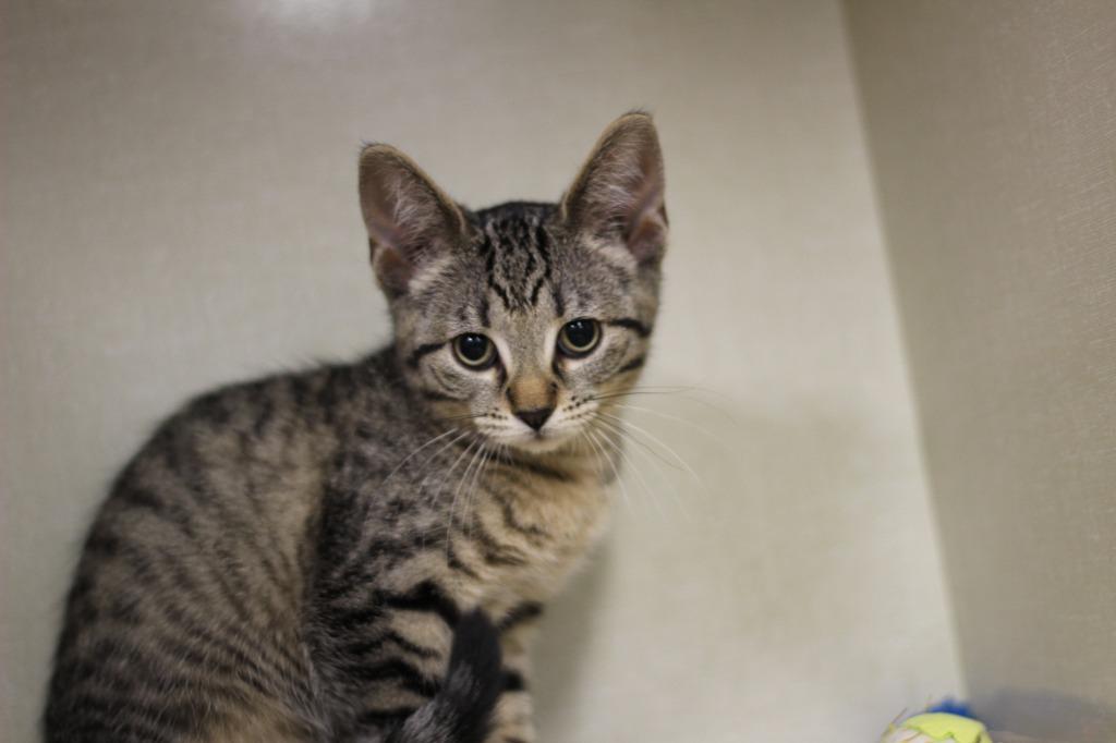 Tigey, a Adoptable mixed breed in Rockford, IL image 1/2