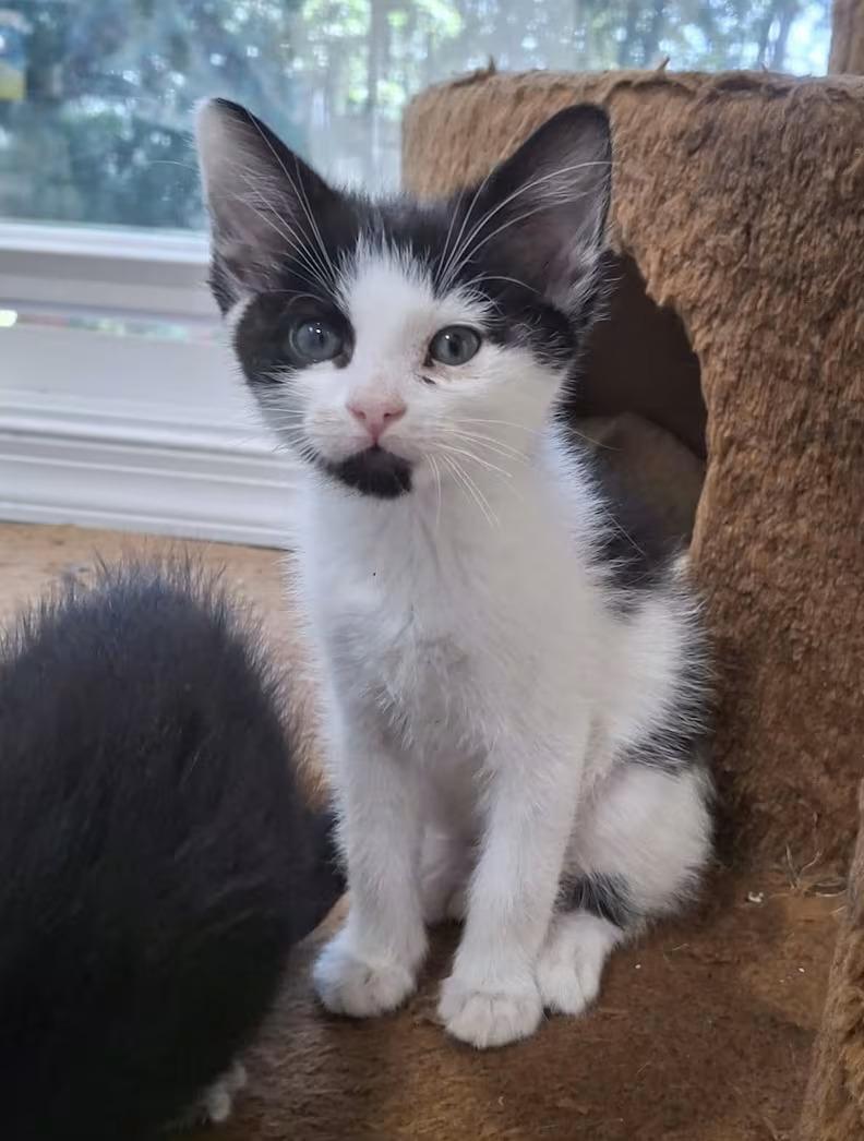 Enlarge Juice, a ADOPTABLE Domestic Short Hair in Monterey, VA image 1/1