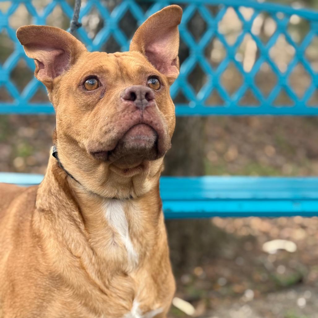 Dirty South, a Adoptable Mixed Breed in Monroeville, AL image 1/5