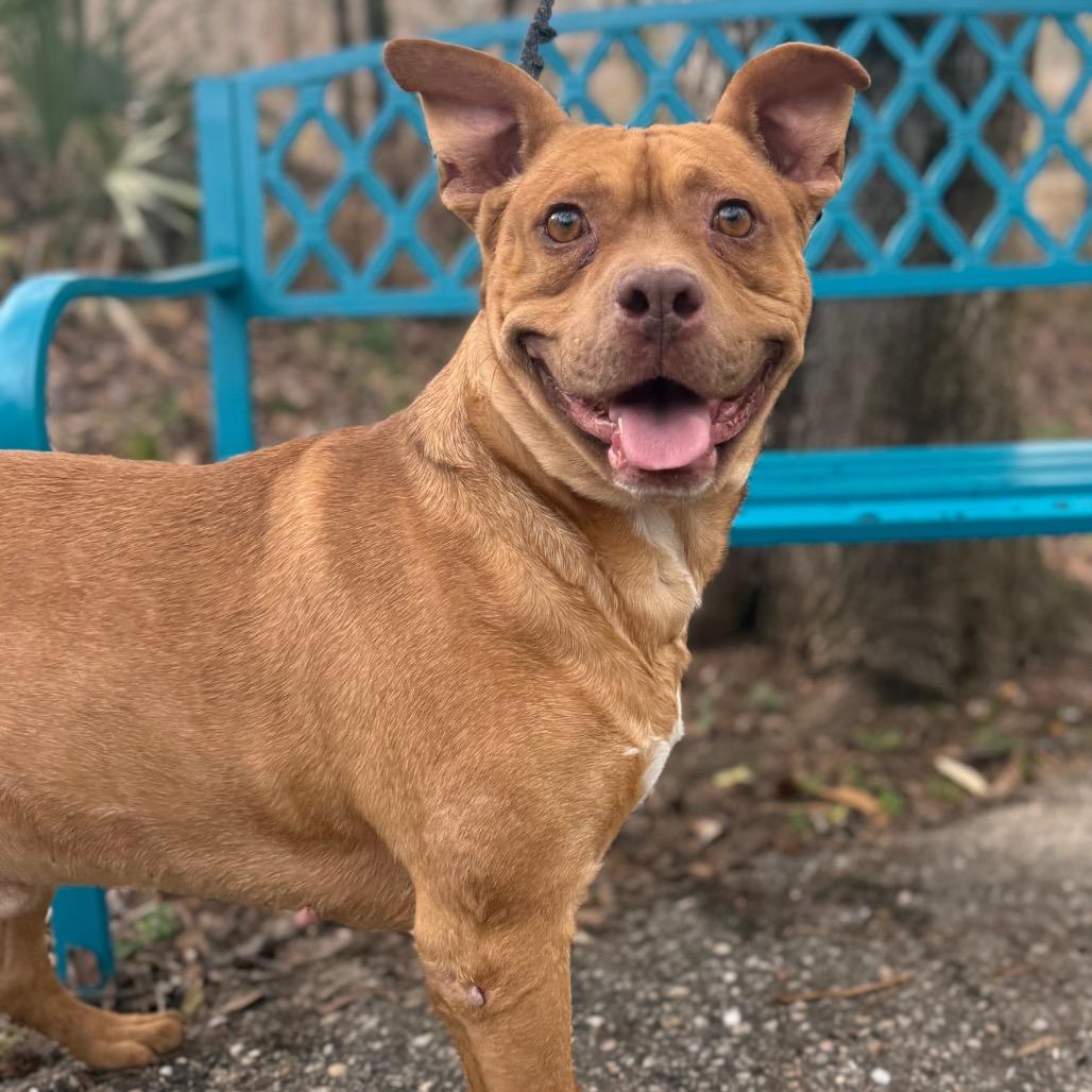 Dirty South, a Adoptable Mixed Breed in Monroeville, AL image 4/5