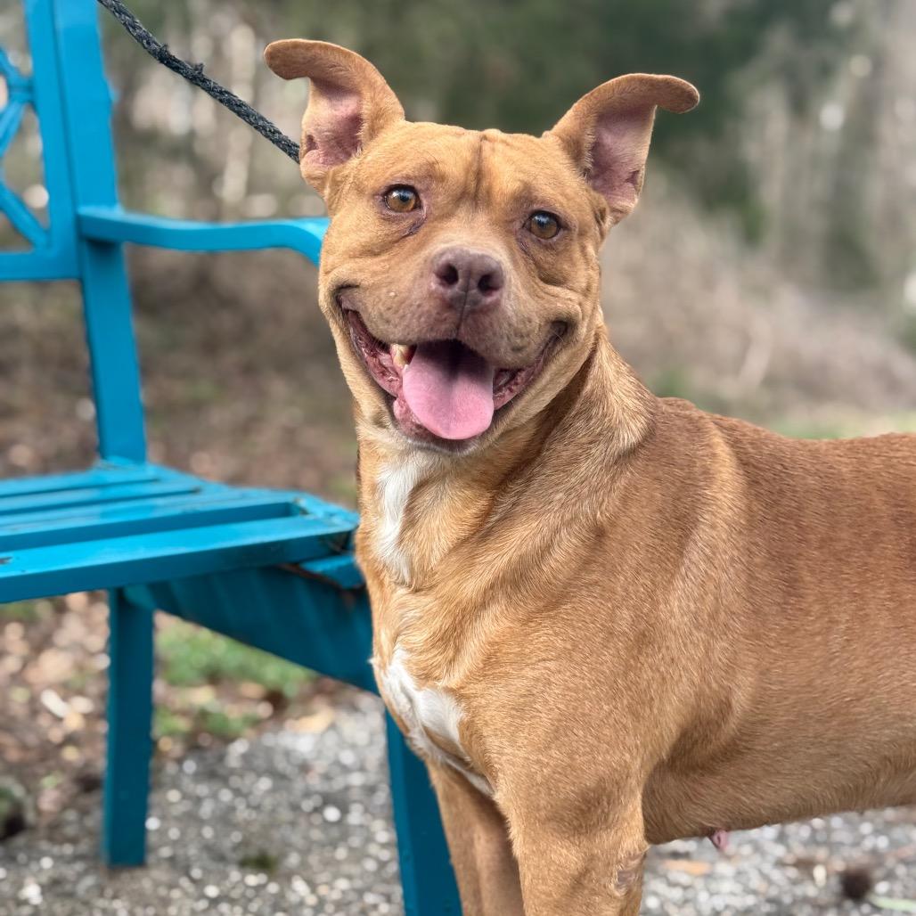 Dirty South, a Adoptable Mixed Breed in Monroeville, AL image 5/5