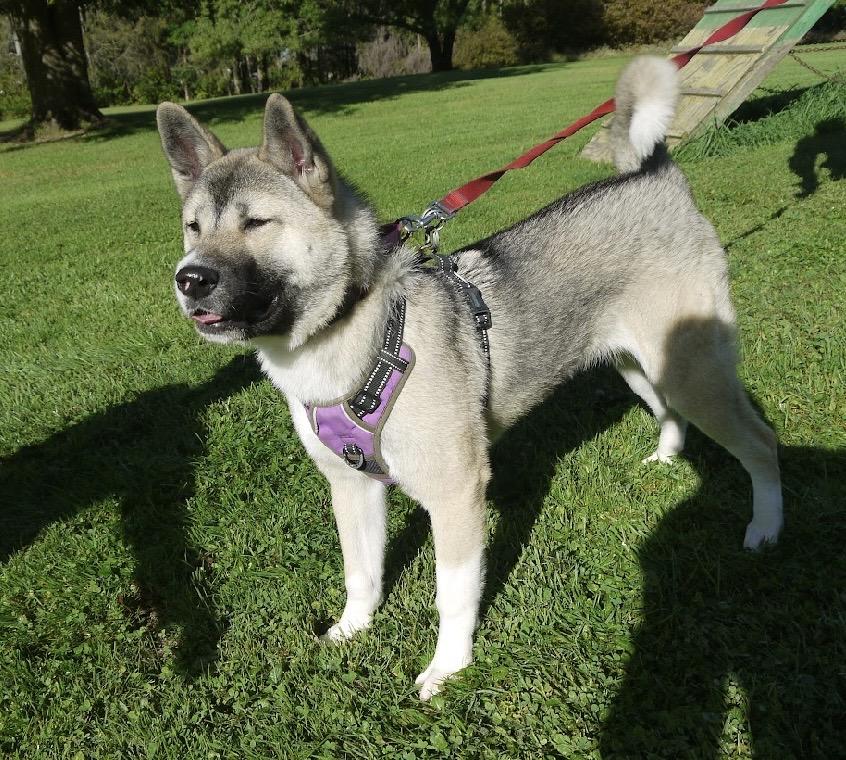 Enlarge Rylee, a Adoptable Akita in Chardon, OH image 2/6