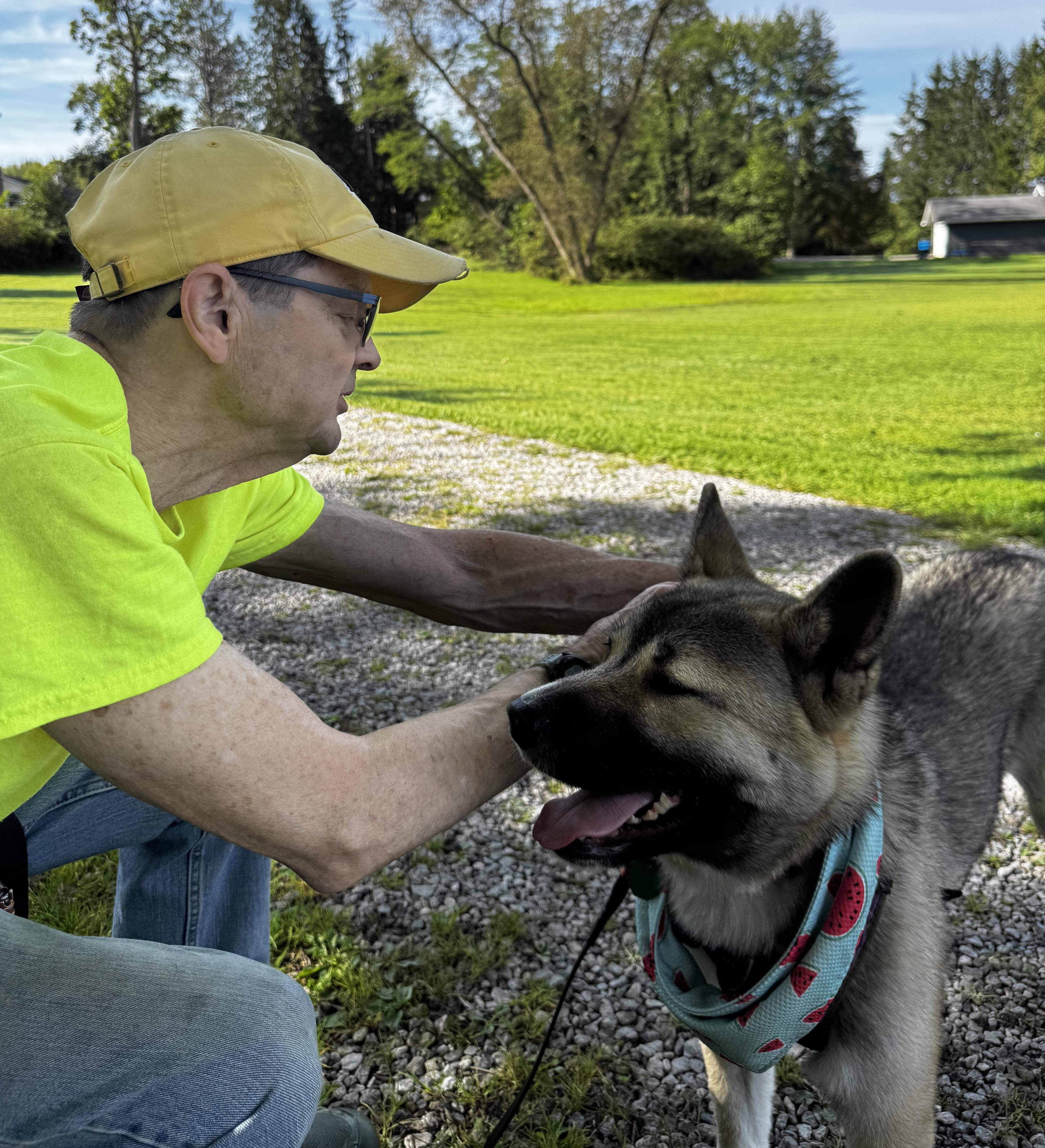 Enlarge Rylee, a Adoptable Akita in Chardon, OH image 3/5