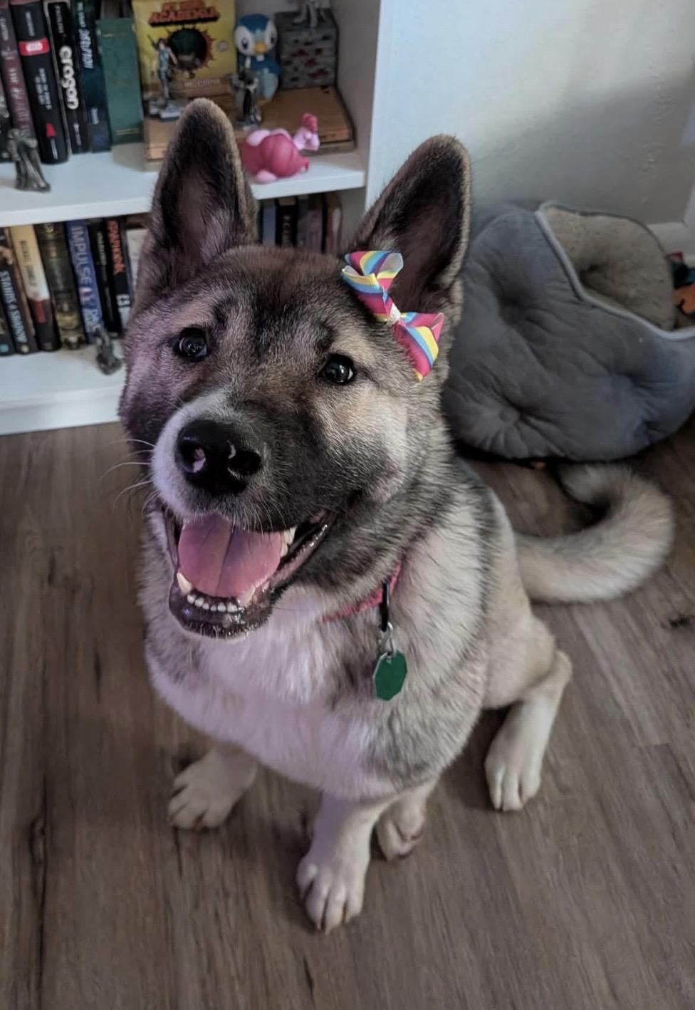 Enlarge Rylee, a Adoptable Akita in Chardon, OH image 1/5