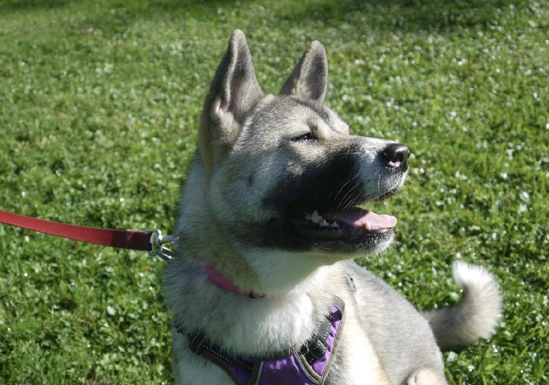 Enlarge Rylee, a Adoptable Akita in Chardon, OH image 4/6