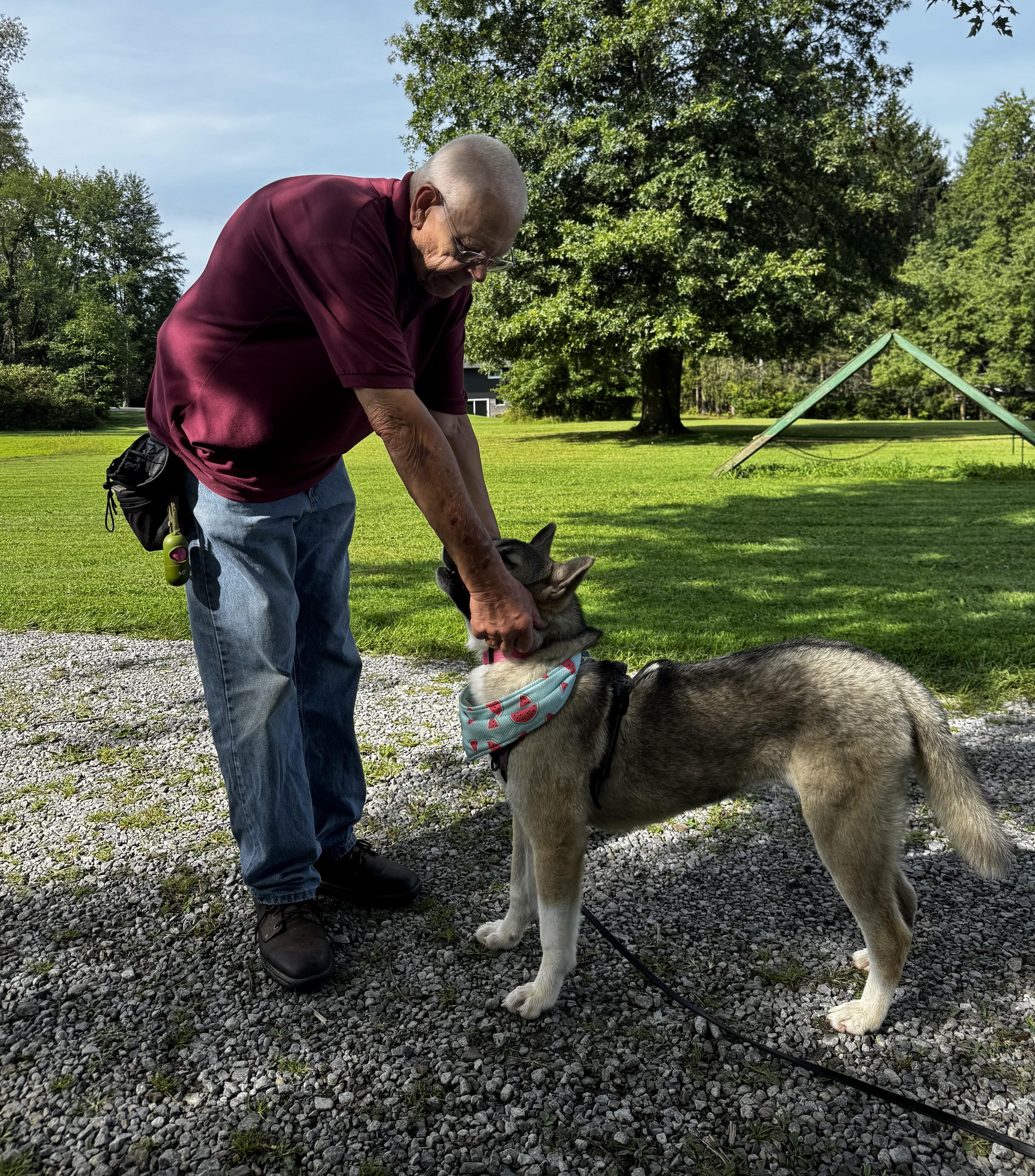 Enlarge Rylee, a Adoptable Akita in Chardon, OH image 5/5