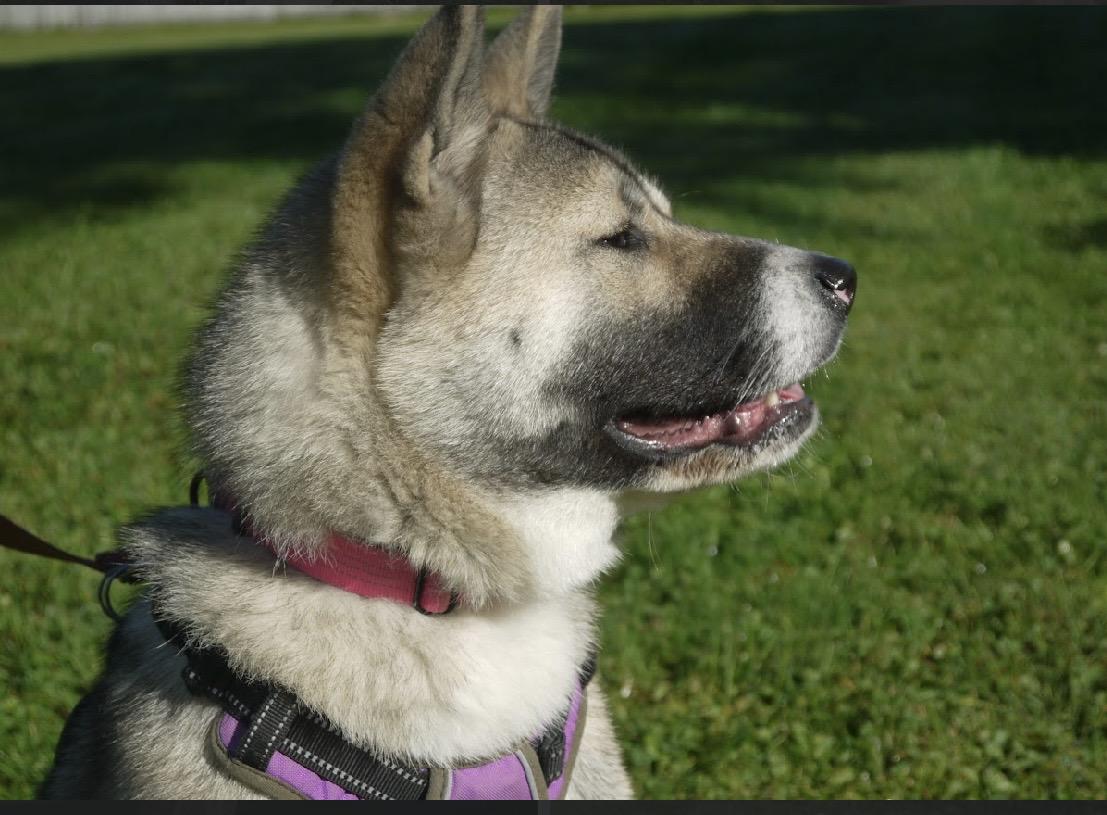 Enlarge Rylee, a Adoptable Akita in Chardon, OH image 5/6