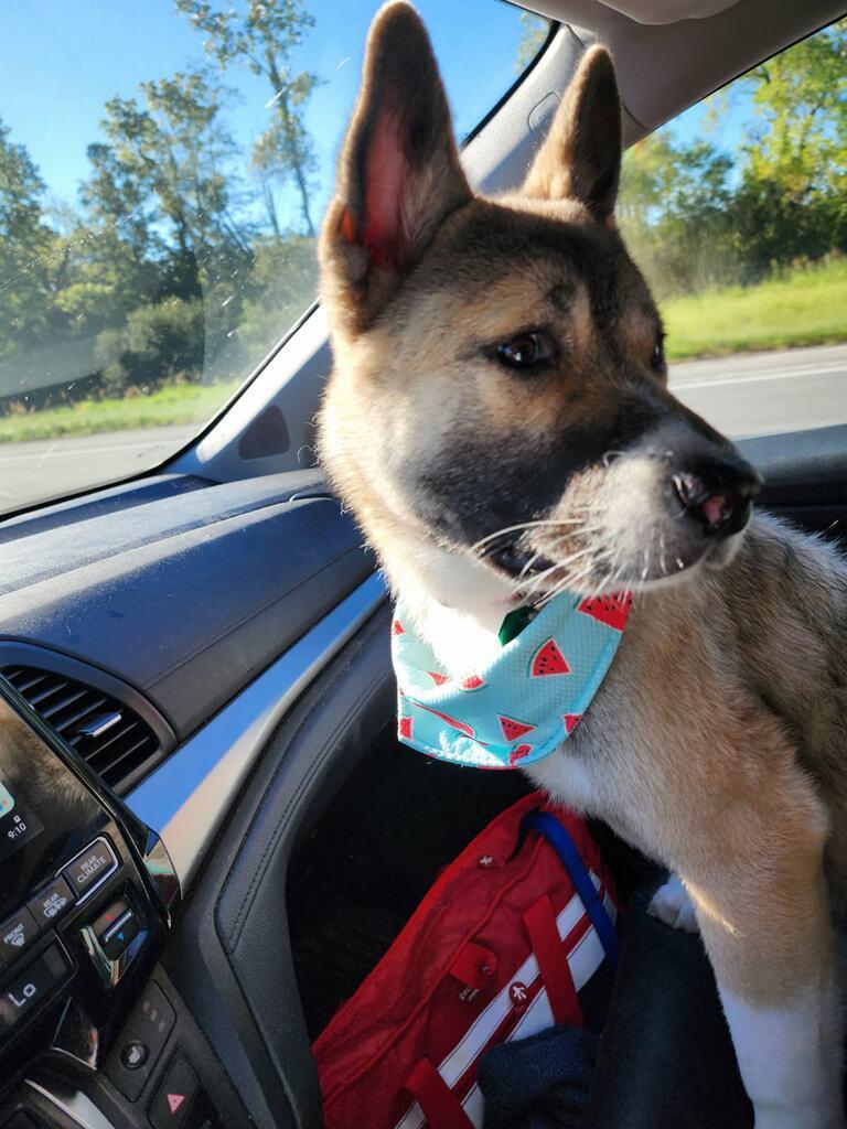 Enlarge Rylee, a Adoptable Akita in Chardon, OH image 2/5