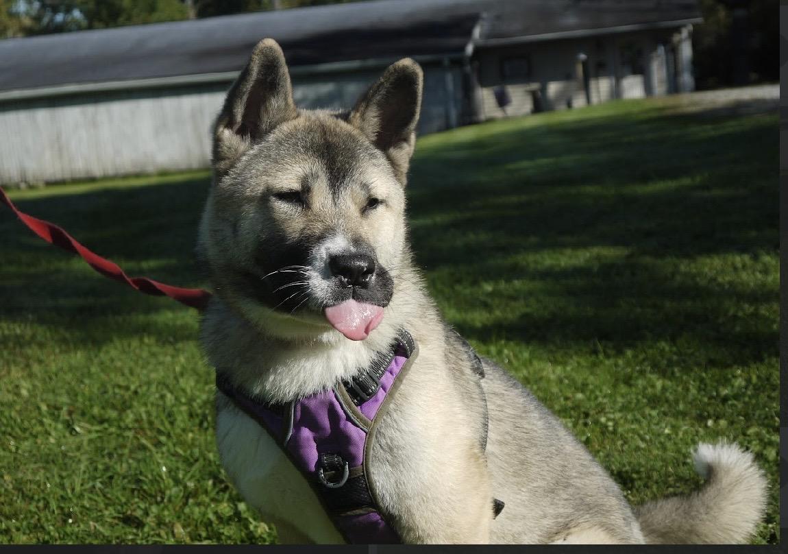 Enlarge Rylee, a Adoptable Akita in Chardon, OH image 3/6