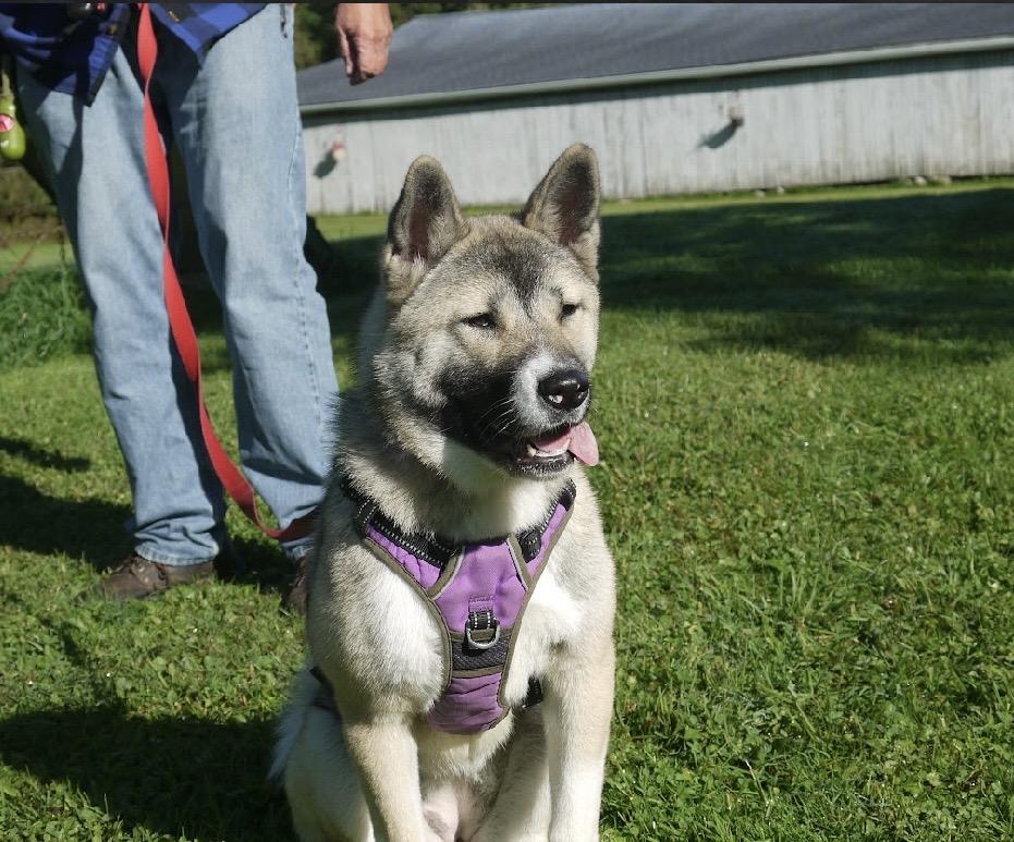 Enlarge Rylee, a Adoptable Akita in Chardon, OH image 6/6