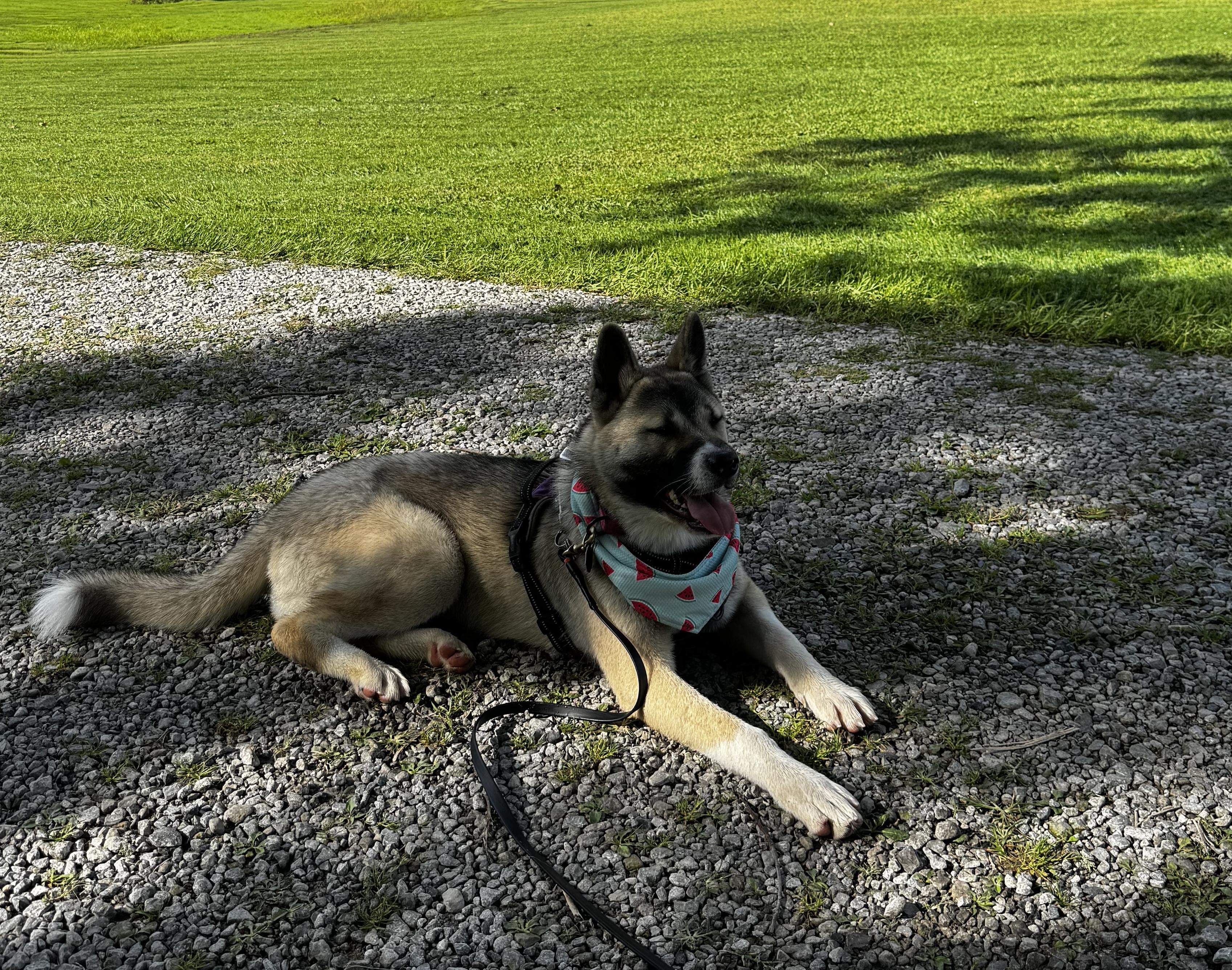 Enlarge Rylee, a Adoptable Akita in Chardon, OH image 4/5