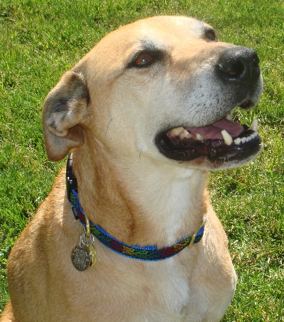Cody, a Adoptable mixed breed in Santa Maria, CA image 1/4