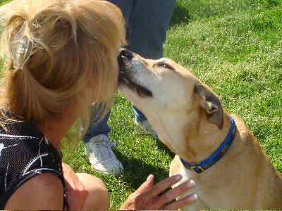 Cody, a Adoptable mixed breed in Santa Maria, CA image 2/4