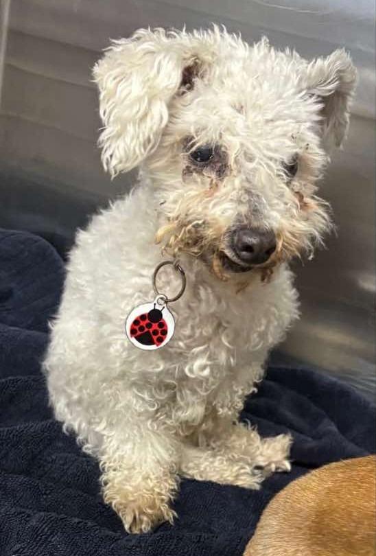 Sugar, Adoptable, Senior Female Poodle.