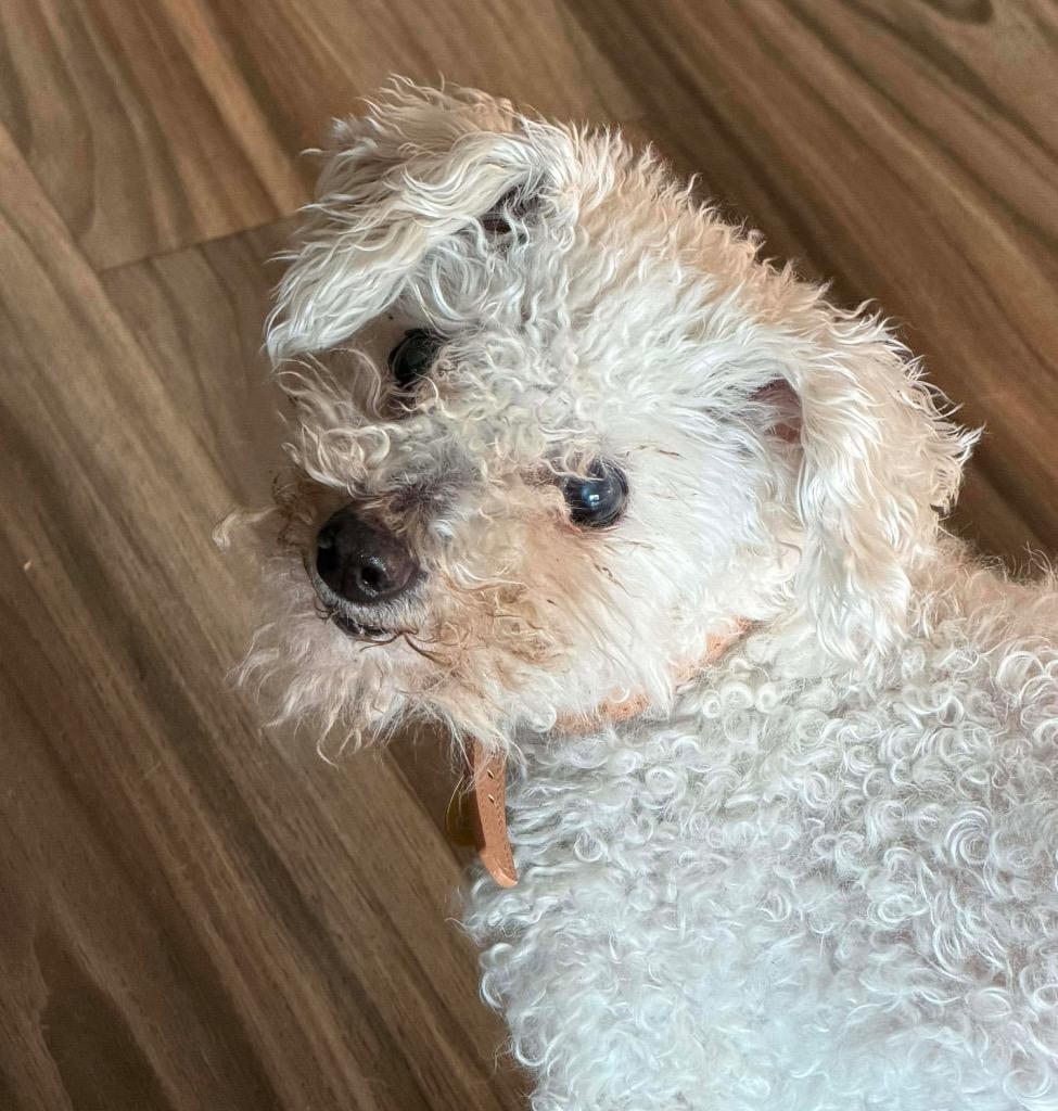 Enlarge Sugar, a Adoptable Poodle in College Station, TX image 2/5