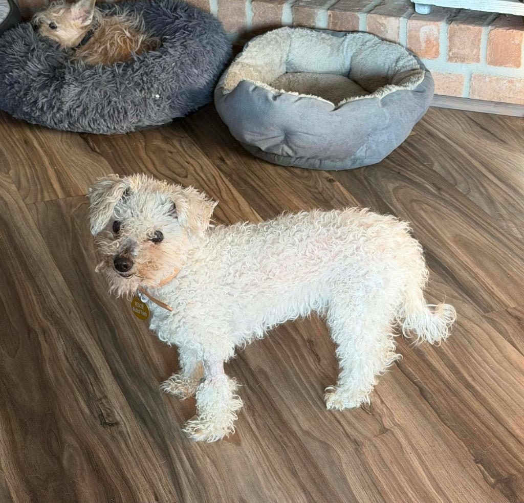Enlarge Sugar, a Adoptable Poodle in College Station, TX image 3/5