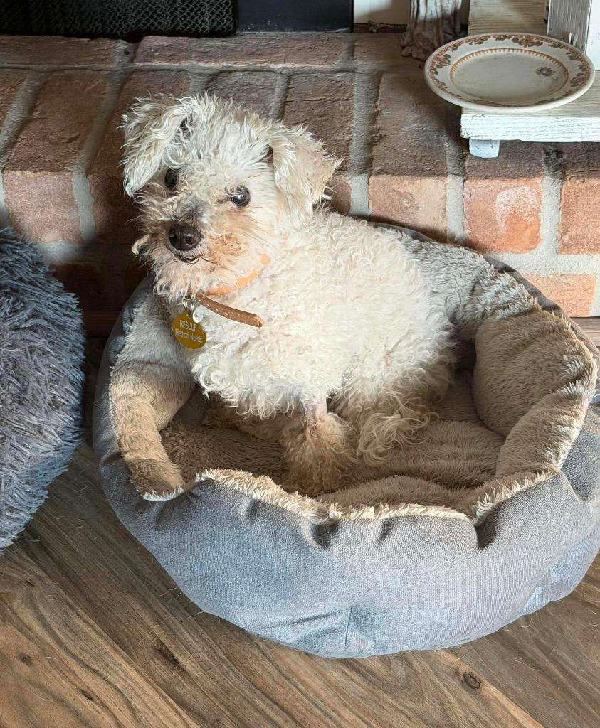 Enlarge Sugar, a Adoptable Poodle in College Station, TX image 4/5