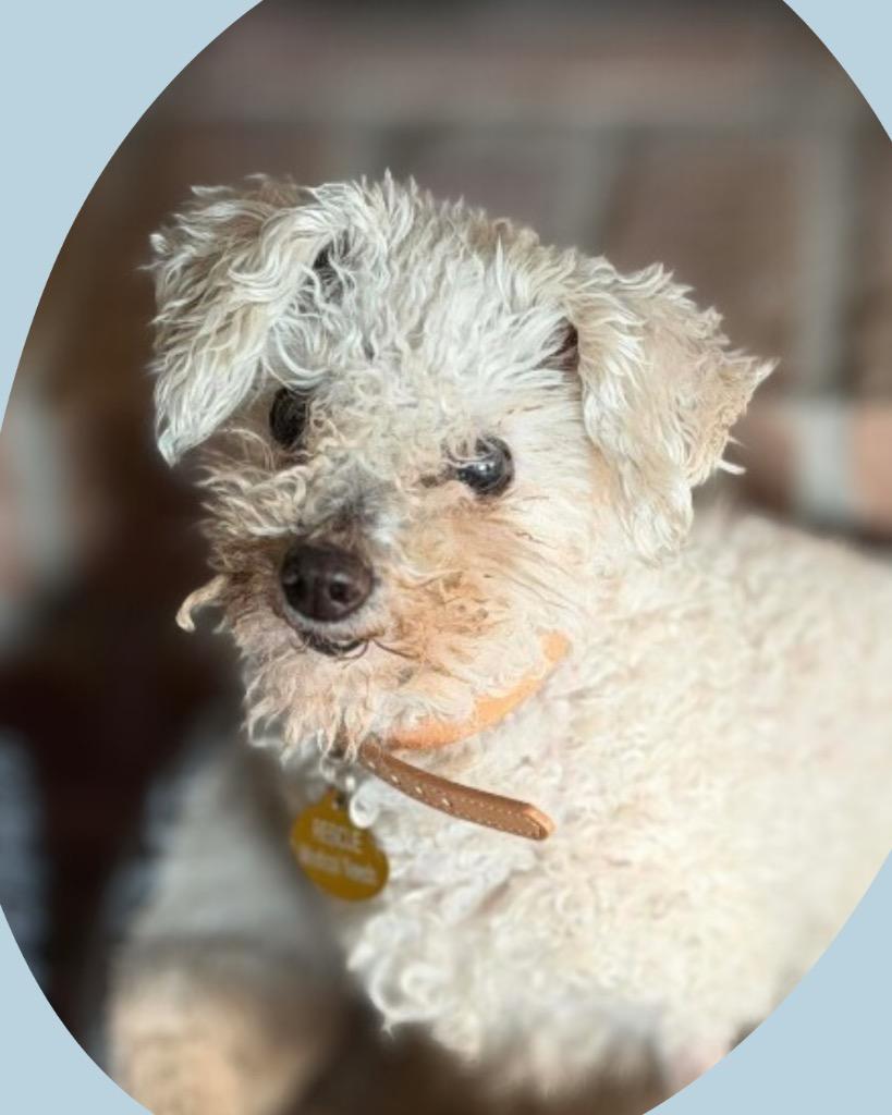 Enlarge Sugar, a Adoptable Poodle in College Station, TX image 5/5