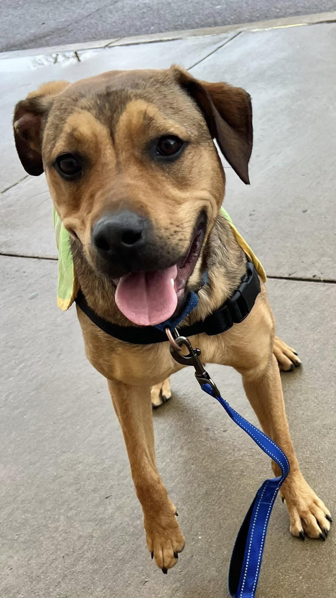 Lainey, a Adoptable Labrador Retriever in Munford, TN image 1/3