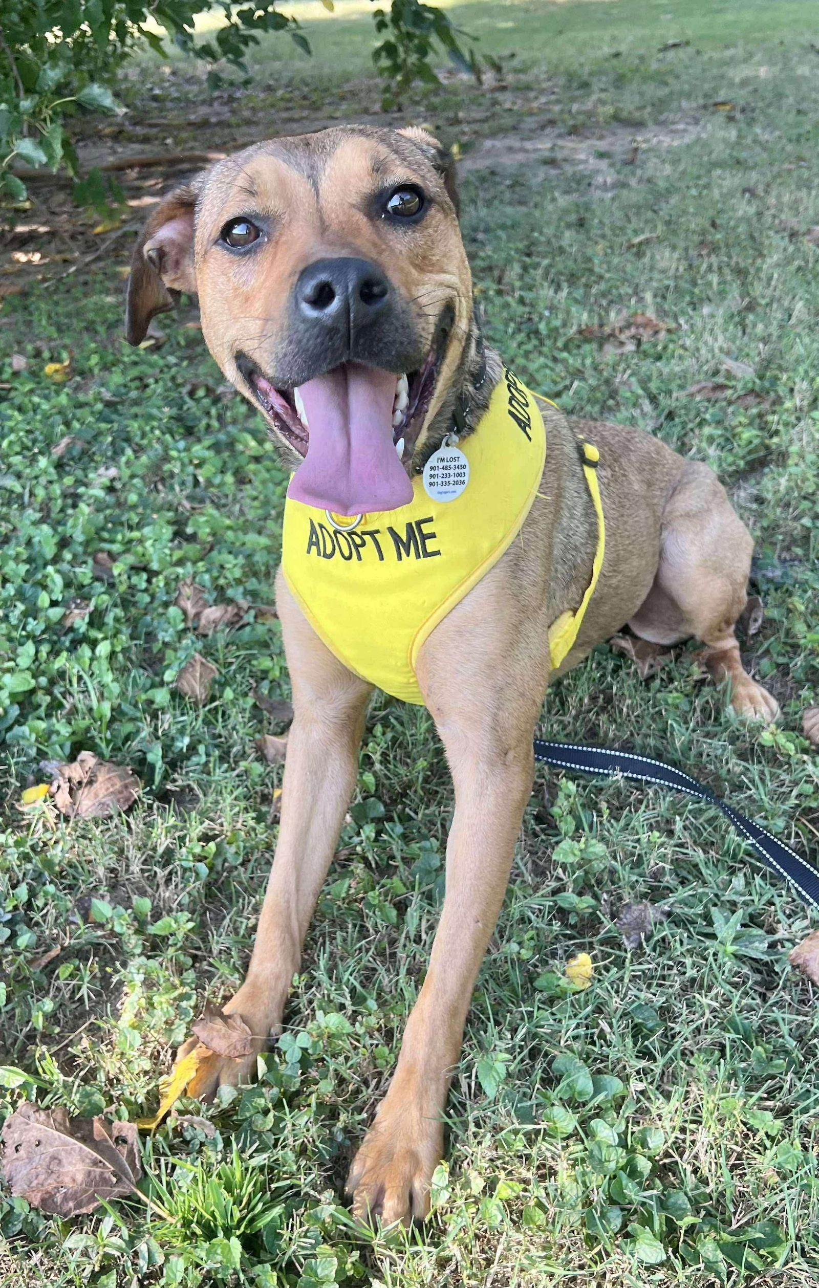 Lainey, Adoptable, Puppy Female Labrador Retriever.