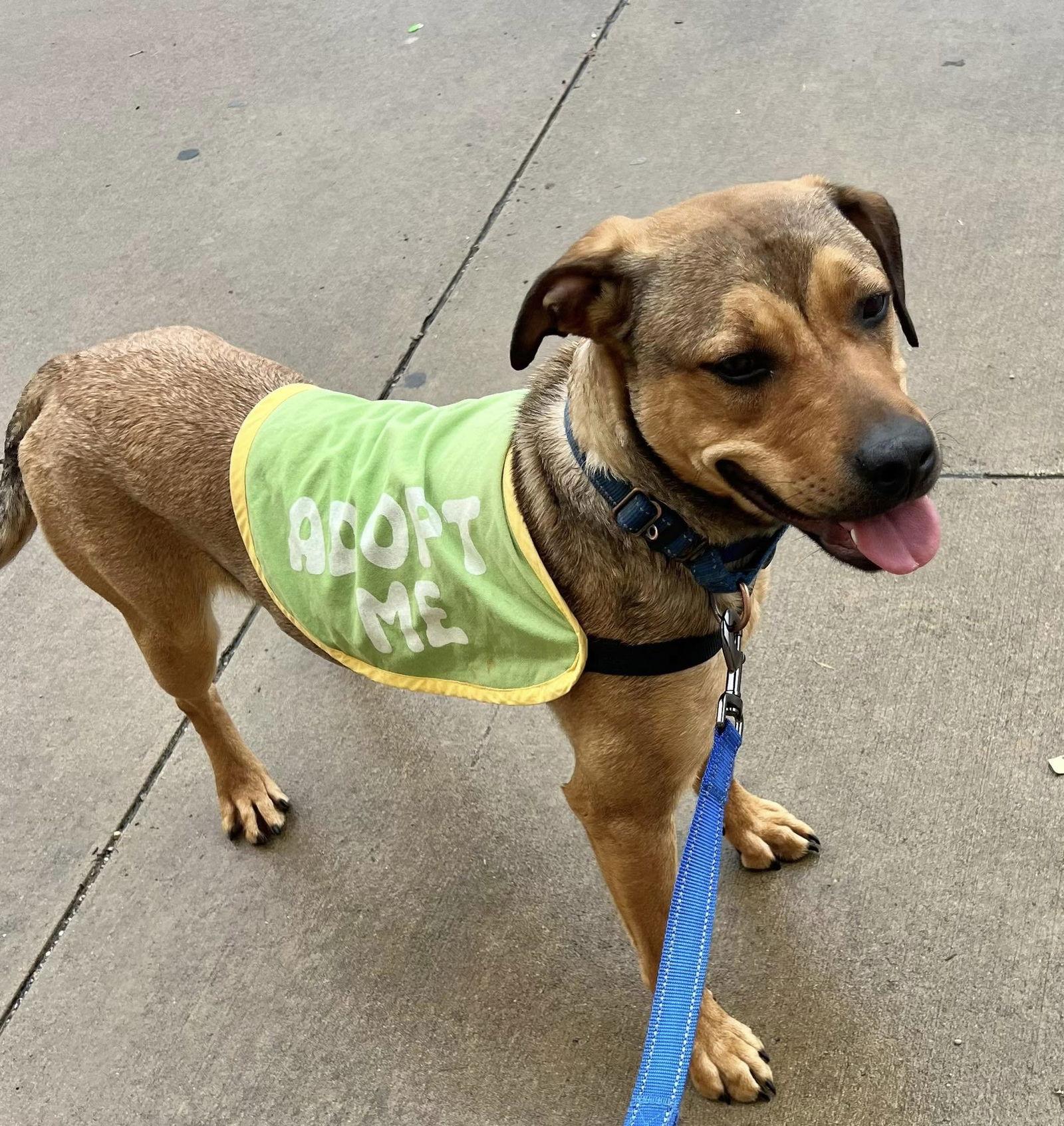 Lainey, a Adoptable Labrador Retriever in Munford, TN image 2/3