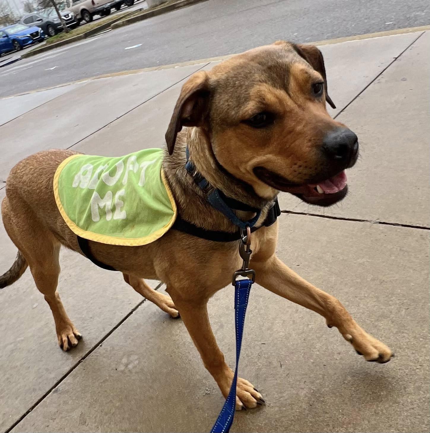 Lainey, a Adoptable Labrador Retriever in Munford, TN image 3/3