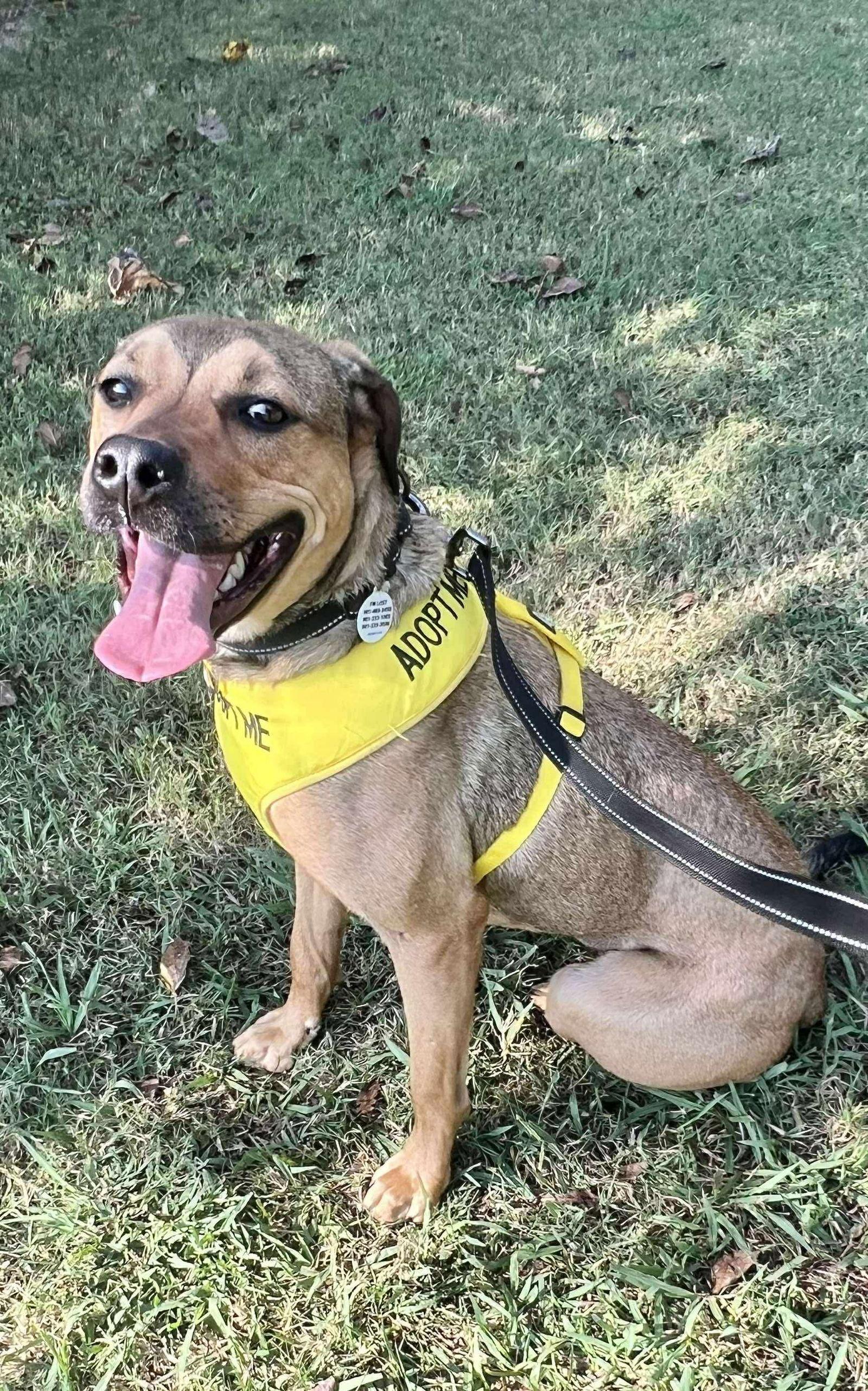 Enlarge Lainey, a Adoptable Labrador Retriever in Munford, TN image 2/3