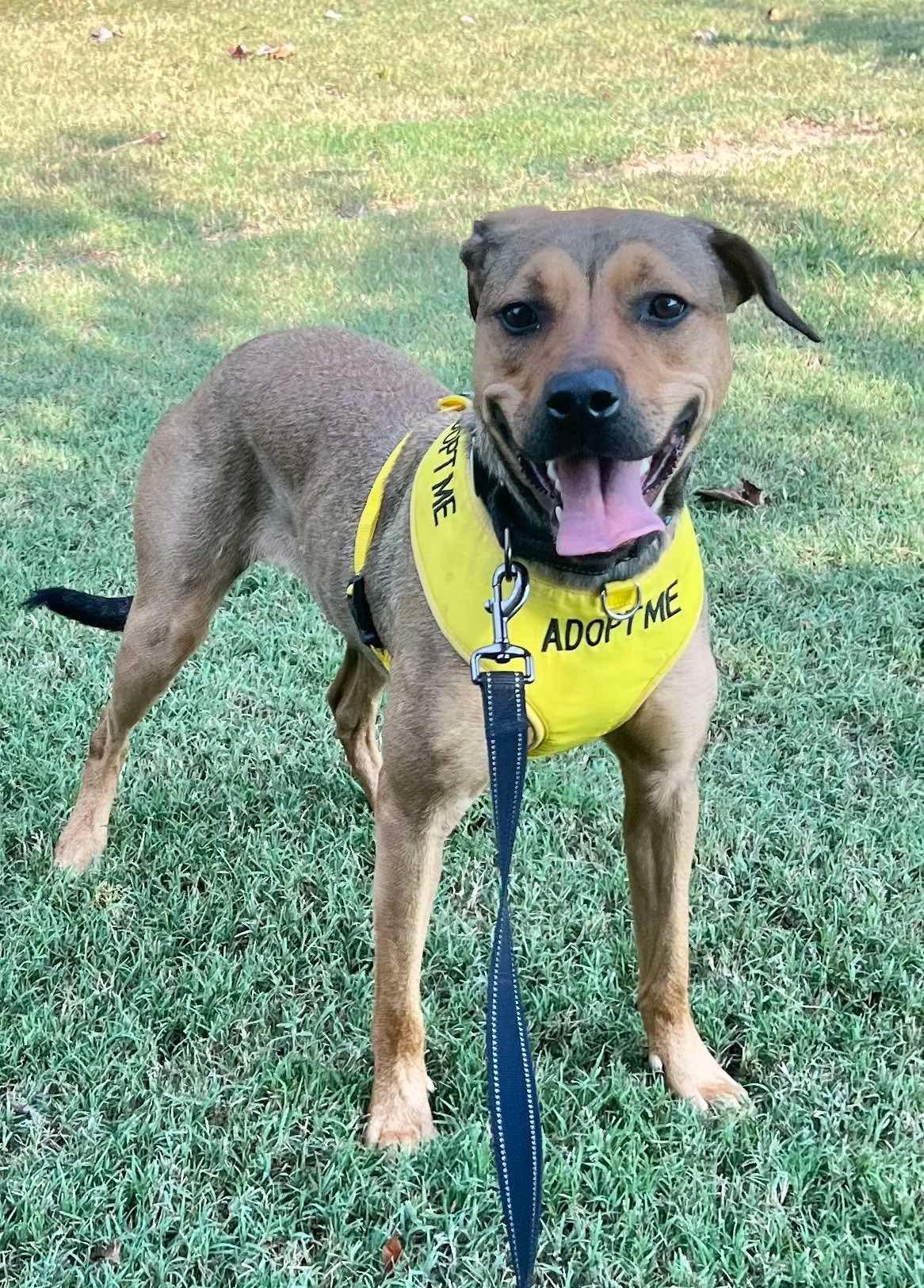 Enlarge Lainey, a Adoptable Labrador Retriever in Munford, TN image 3/3