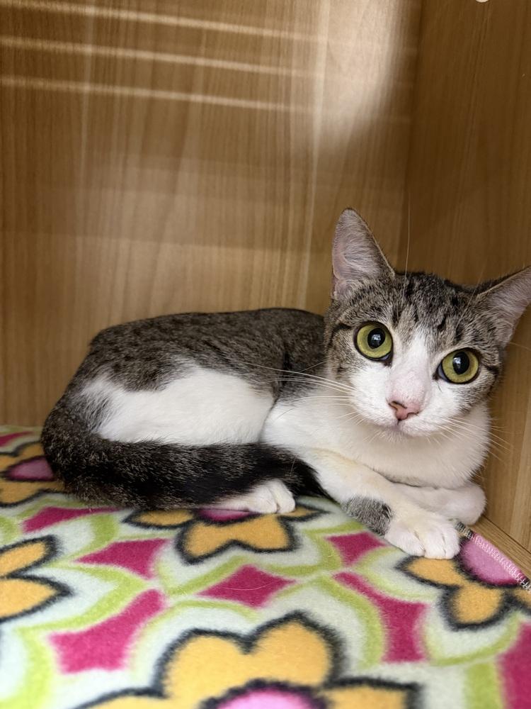 Nina, Adoptable, Adult Female Domestic Short Hair.
