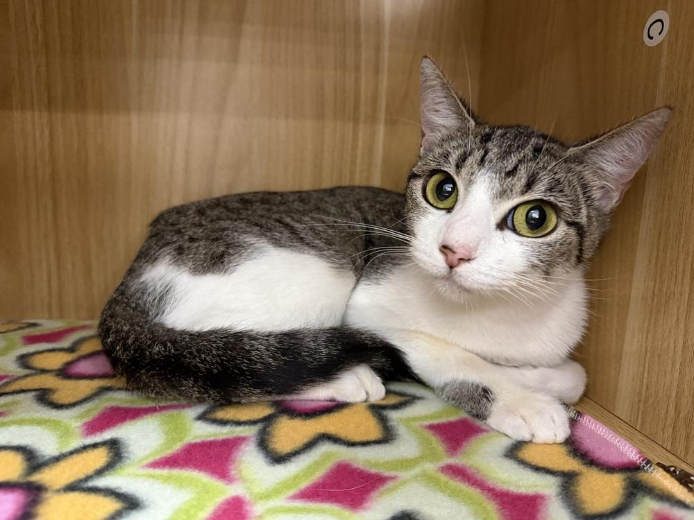Enlarge Nina, a Adoptable Domestic Short Hair in Orlando, FL image 2/6