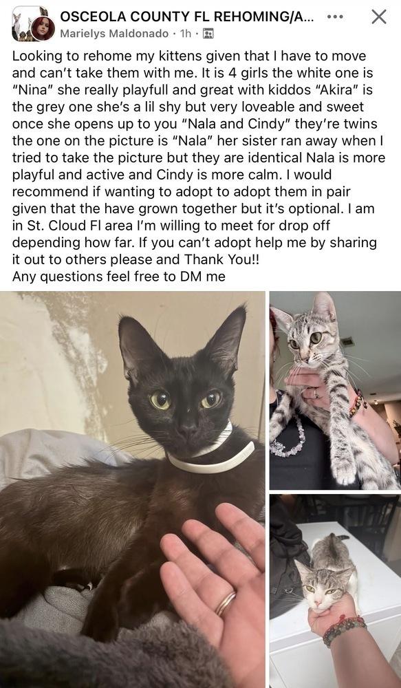 Enlarge Nina, a Adoptable Domestic Short Hair in Orlando, FL image 1/4