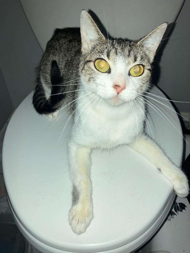 Enlarge Nina, a Adoptable Domestic Short Hair in Orlando, FL image 2/4