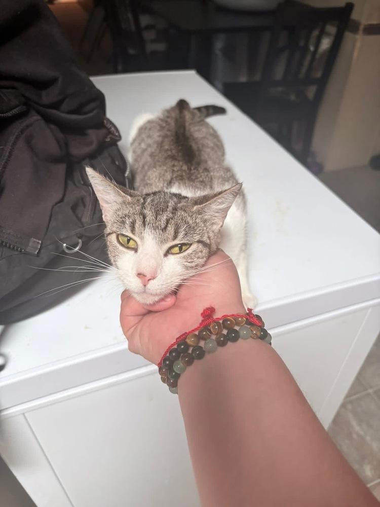 Enlarge Nina, a Adoptable Domestic Short Hair in Orlando, FL image 3/4