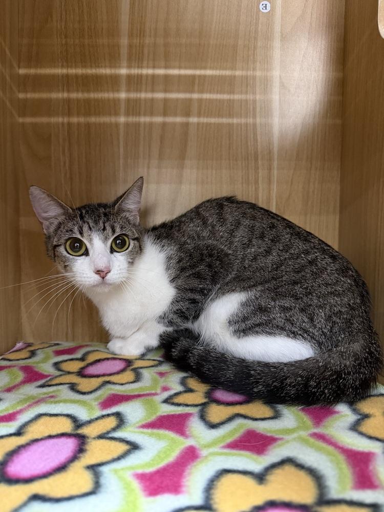 Enlarge Nina, a Adoptable Domestic Short Hair in Orlando, FL image 4/6