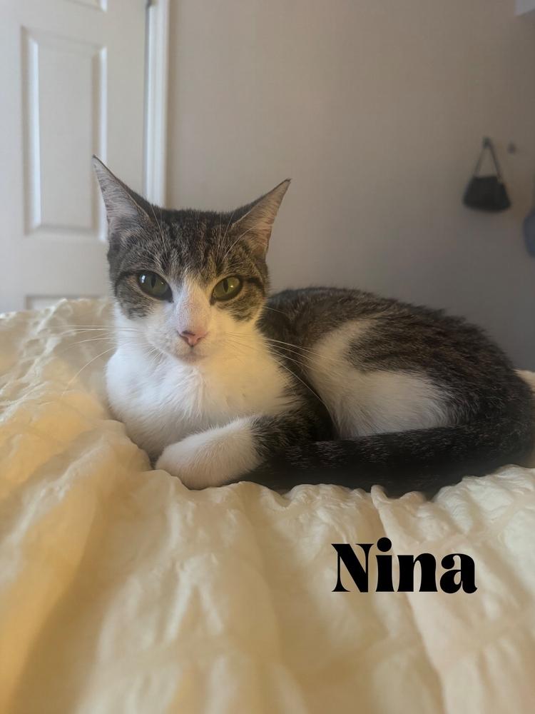 Enlarge Nina, a Adoptable Domestic Short Hair in Orlando, FL image 5/6