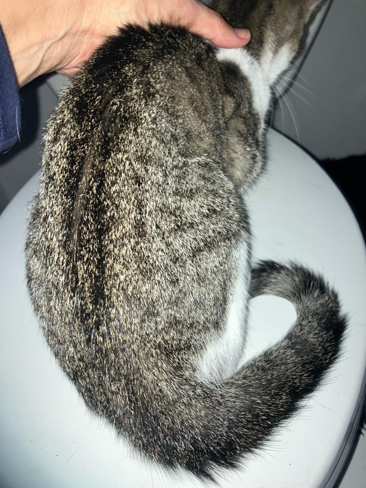 Enlarge Nina, a Adoptable Domestic Short Hair in Orlando, FL image 4/4