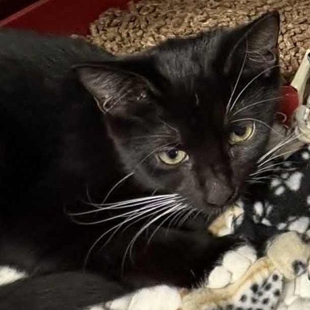 Enlarge Raven, a Adoptable Domestic Short Hair in Bridgewater, NJ image 1/1