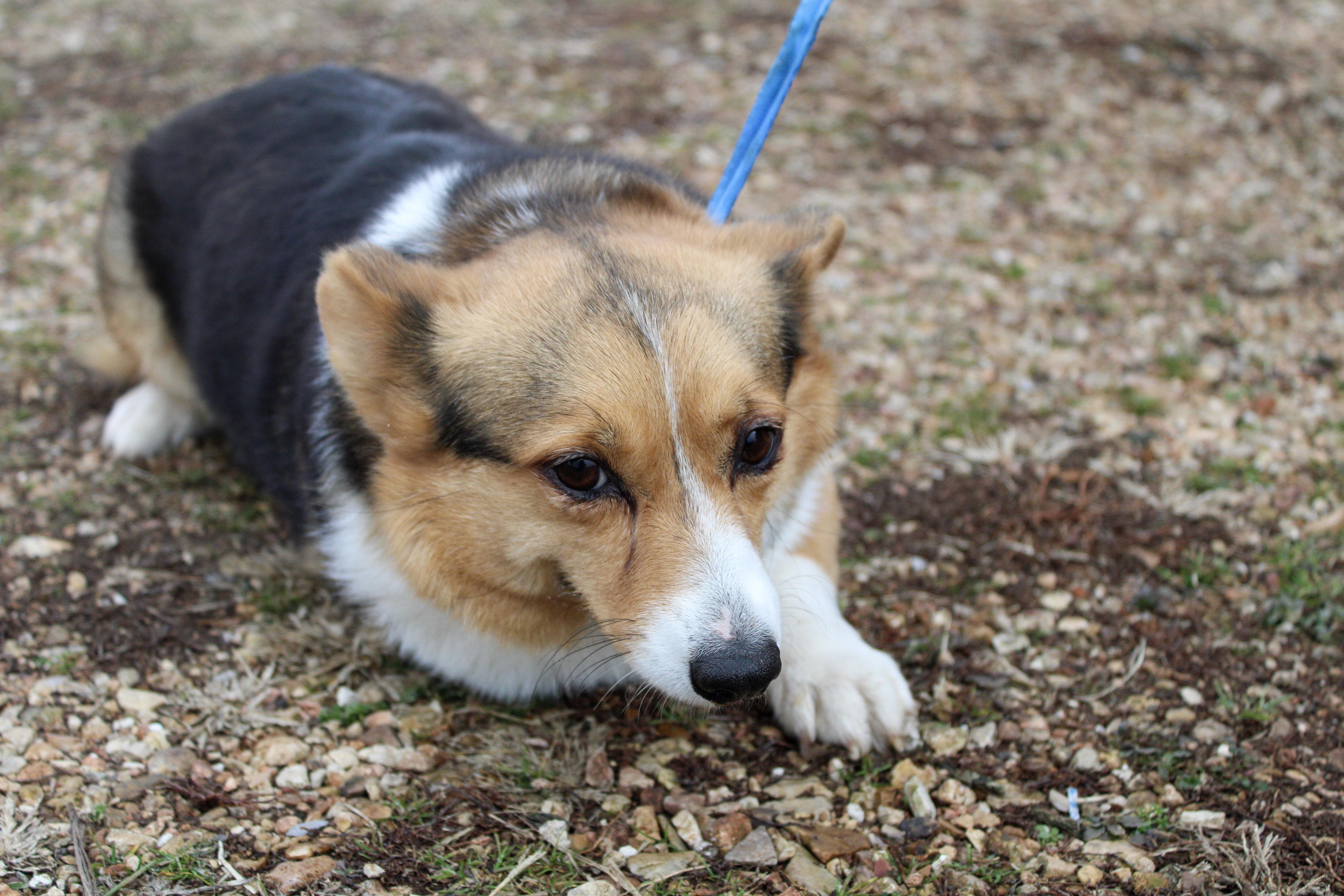 Misty, ADOPTABLE, Adult Female Pembroke Welsh Corgi.