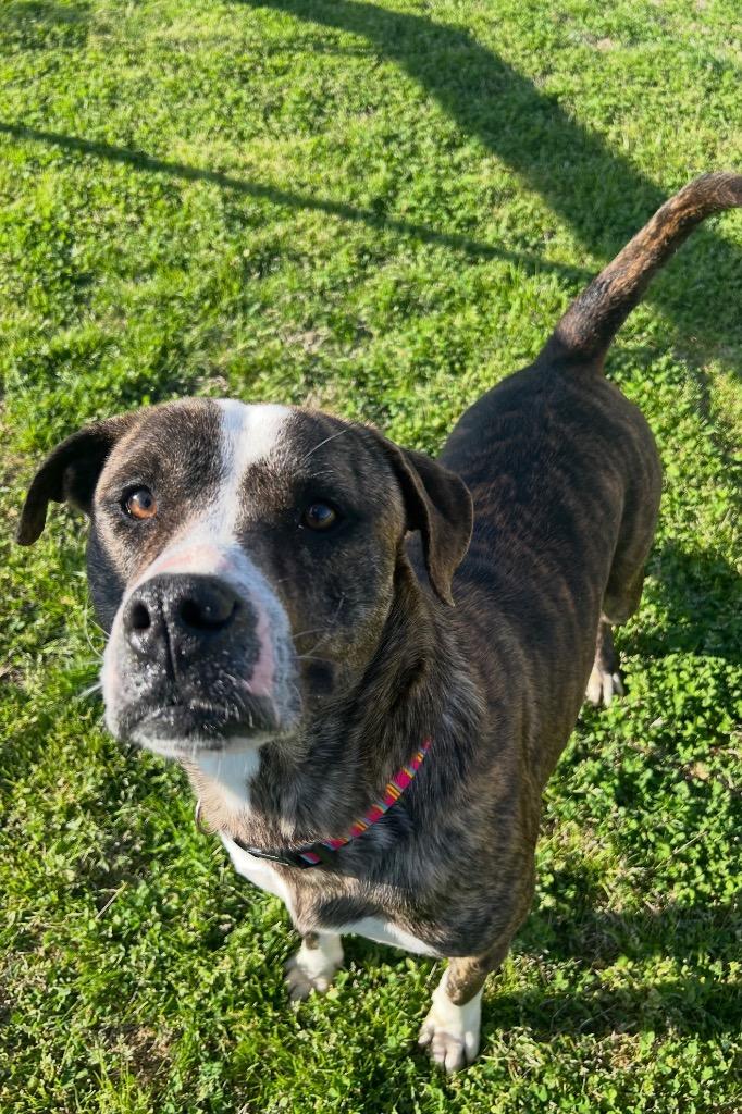 Goldie, Adoptable, Adult Female Boxer.