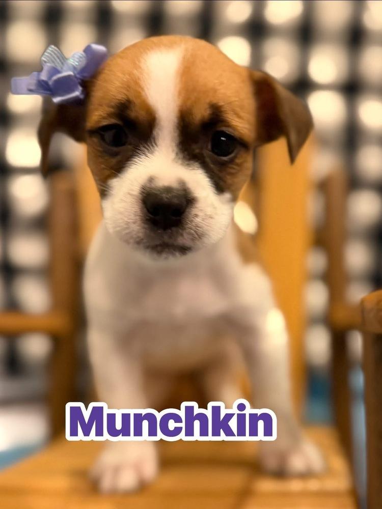 Munchkin, Adoptable, Puppy Female Shih Tzu & Terrier.